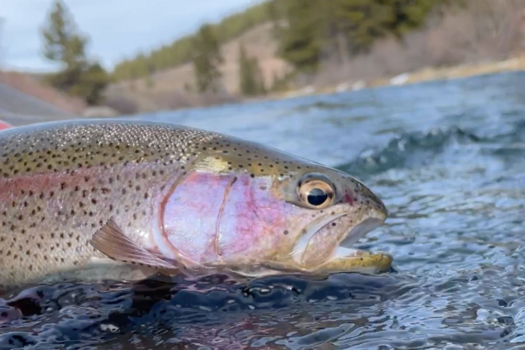 TCO Fishing Report – March 26, 2021