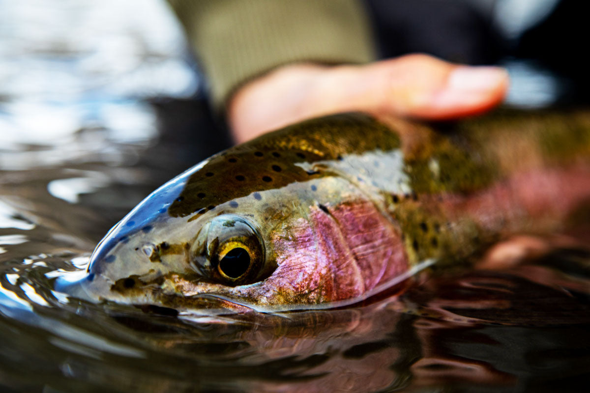 Truckee River Rainbow Trout