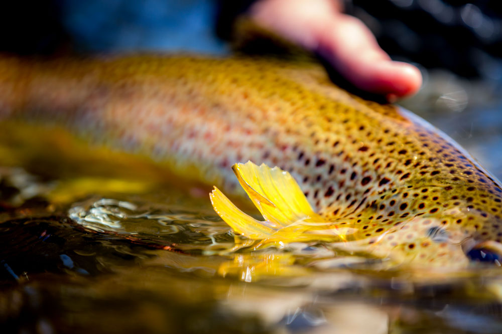 January 7, 2023 Fly Fishing Report for the Truckee River and Pyramid Lake