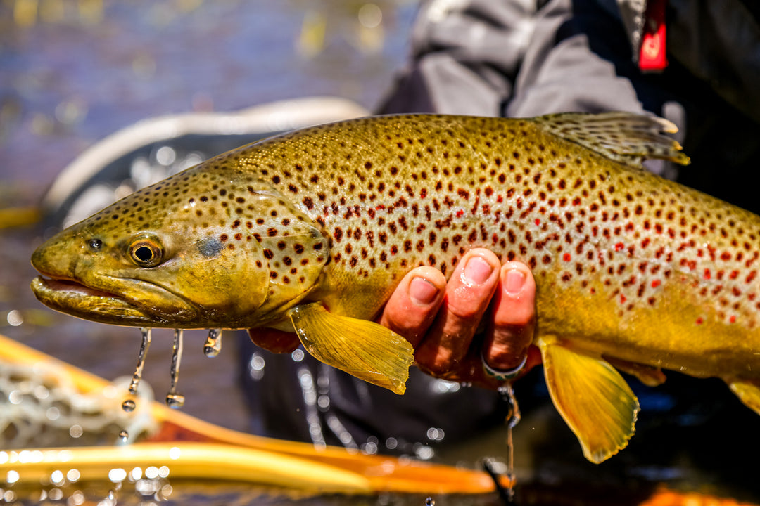 Truckee Tahoe Fly Fishing Report November 12, 2021