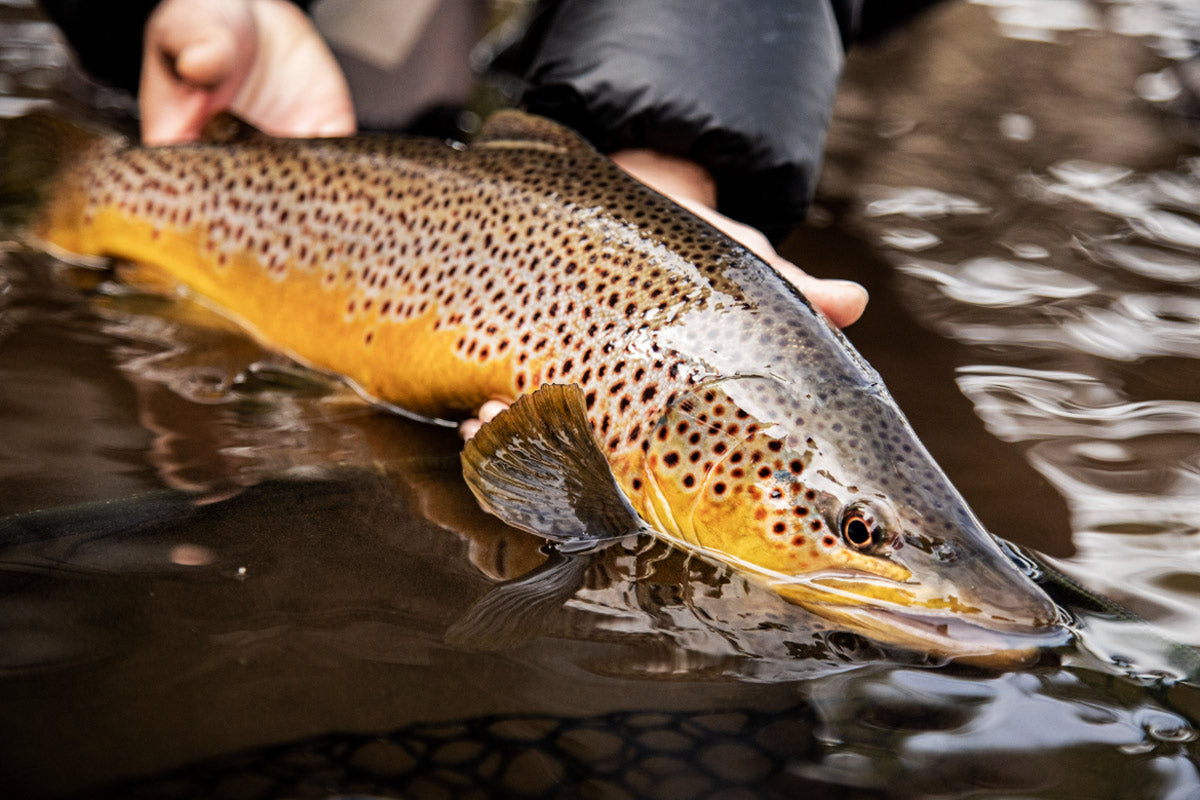 June 24, 2022 Fly Fishing Report for the Truckee River, Little Truckee, and nearby lakes