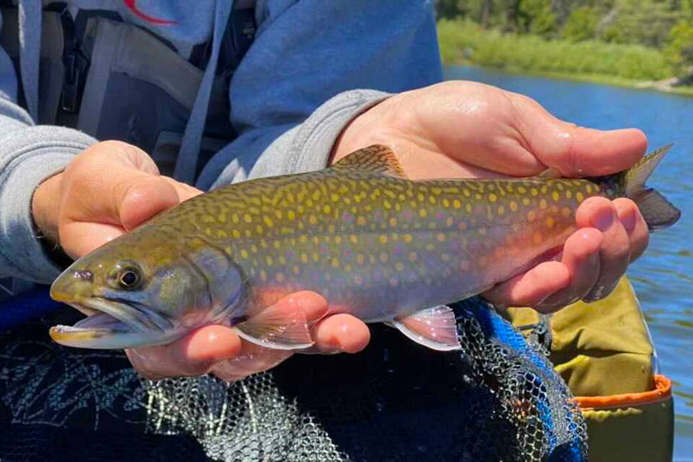 Truckee Book Trout