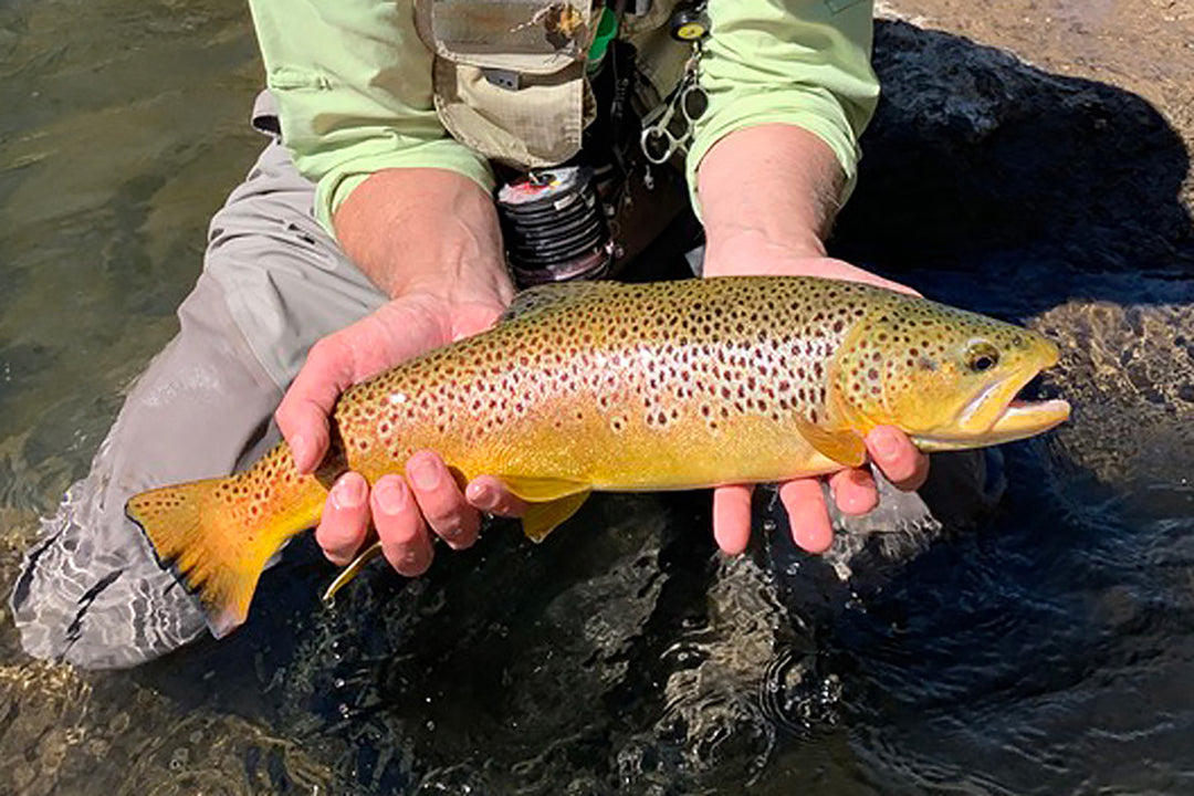 Truckee River Fly Fishing Report August 20, 2021