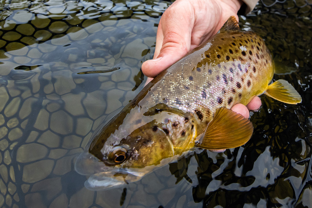 Truckee Tahoe Fly Fishing Report August 13, 2021