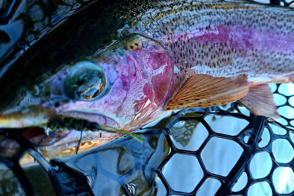 Truckee River and Pyramid Lake Fly Fishing Report January 28, 2022