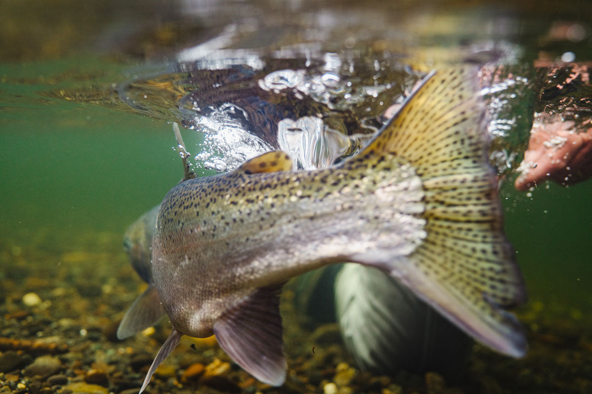 Rainbow trout release fall fly fishing