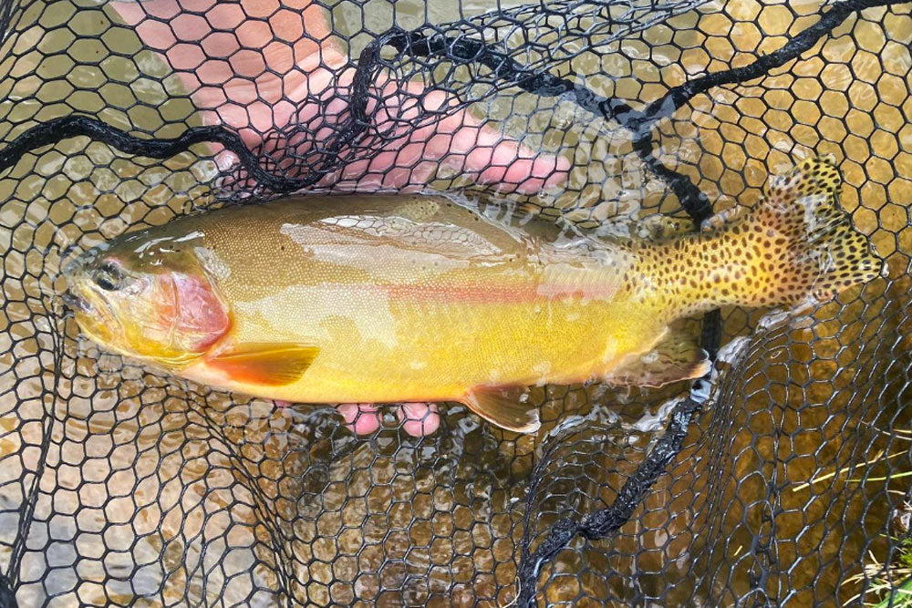 August 12, 2022 Fly Fishing Report for the Truckee River Region