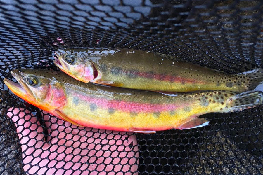 July 29, 2022 Fly Fishing Report for the Truckee River Region