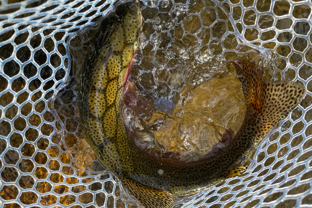 Truckee River Fly Fishing Report September 24, 2021