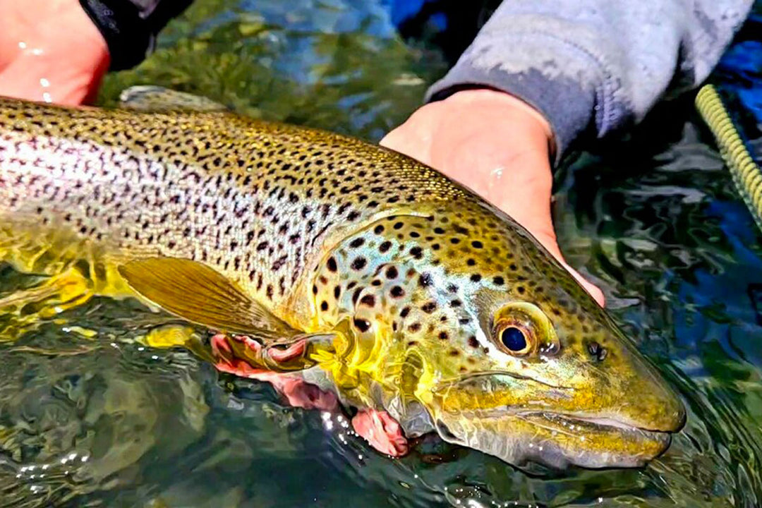 TCO Fly Fishing Report – April 23, 2021