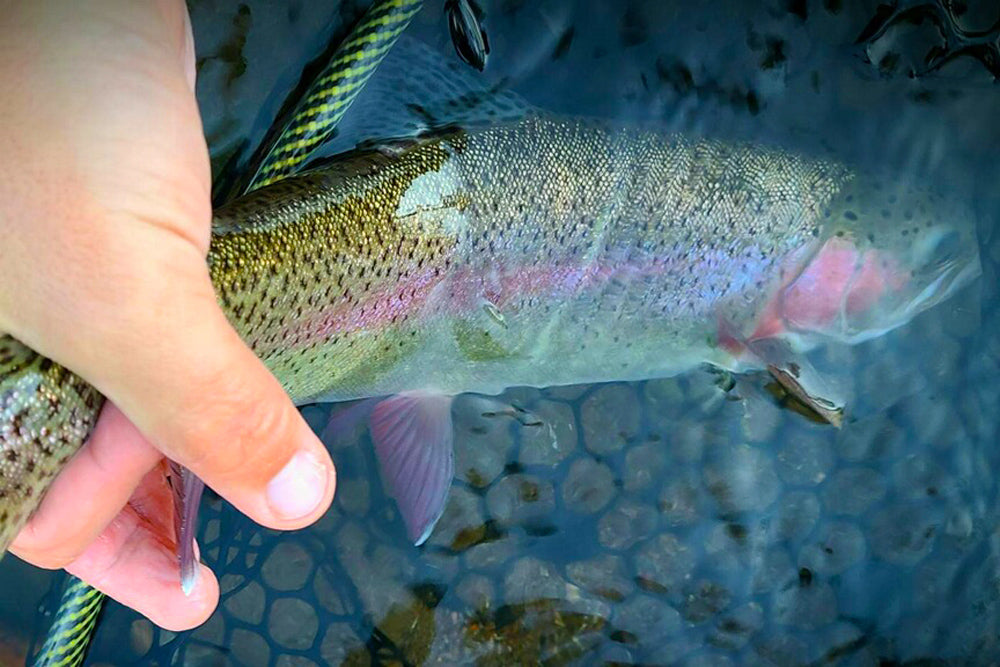 Truckee Tahoe Fly Fishing Report October 29, 2021