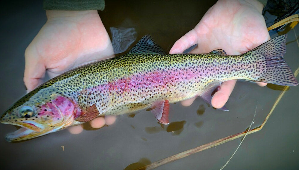 Truckee River Fly Fishing Report November 6, 2021