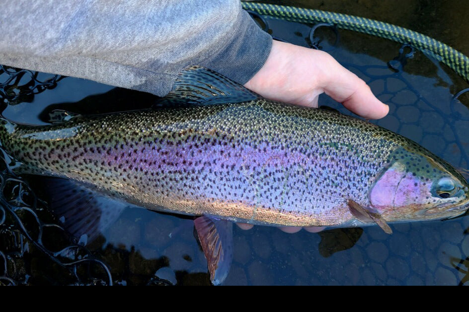 Truckee River and Pyramid Lake Fly Fishing Report February 11, 2022