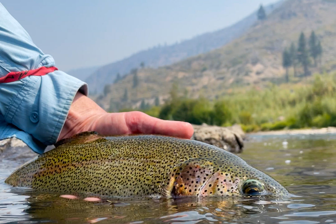 Truckee River Fly Fishing Report September 3, 2021