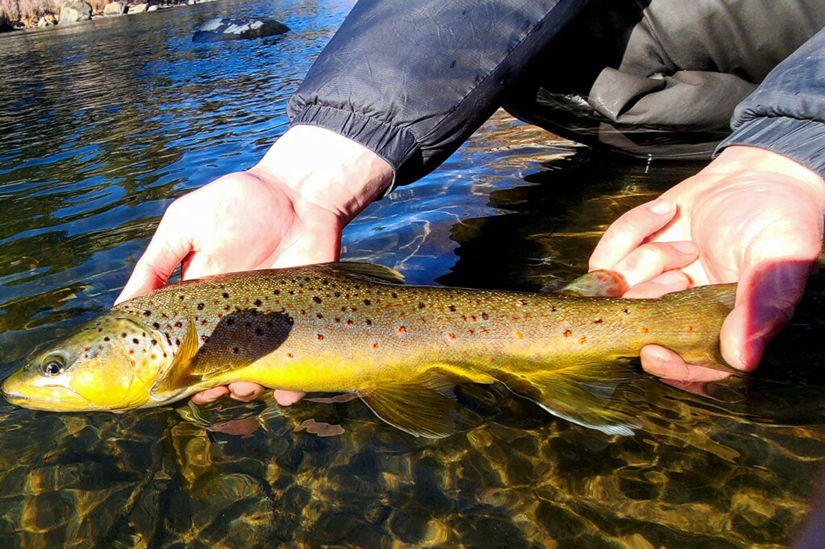 Truckee River & Pyramid Lake Fly Fishing Report January 14, 2022