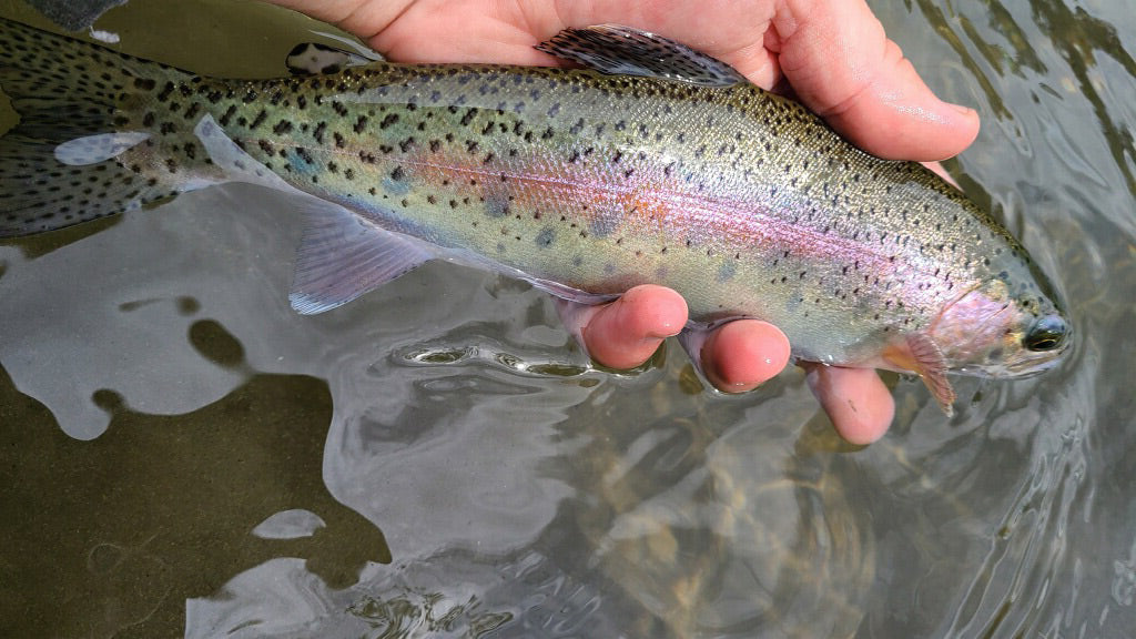 Truckee Tahoe Fly Fishing Report June 25, 2021