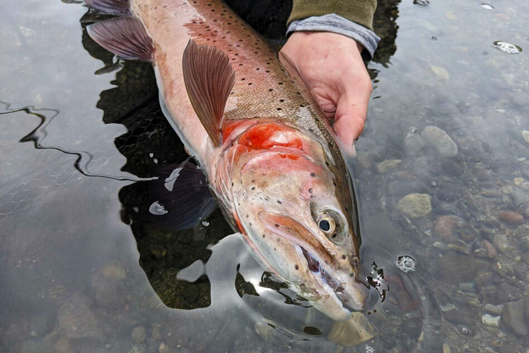 Truckee River and Pyramid Like Fly Fishing Report for March 18, 2022