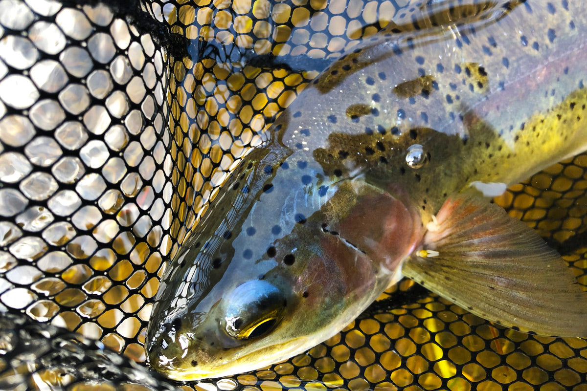 Truckee Tahoe Fly Fishing Report July 2, 2021