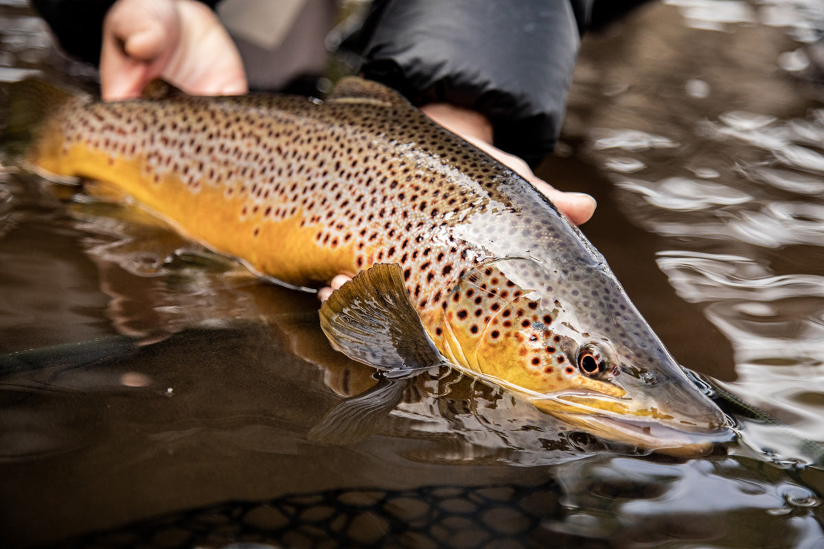 Truckee River and Pyramid Lake Fly Fishing Report for March 25, 2022