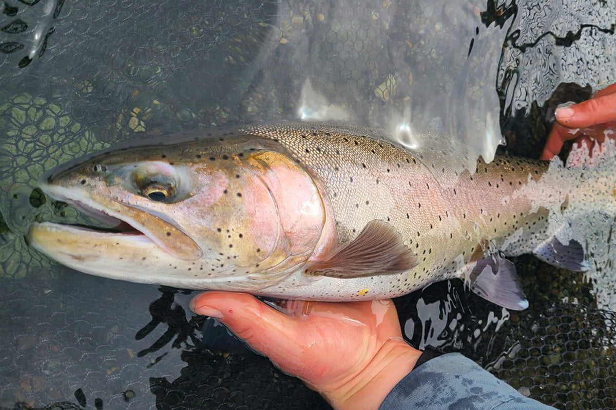 Truckee River and Pyramid Lake Fly Fishing Report April 22, 2022