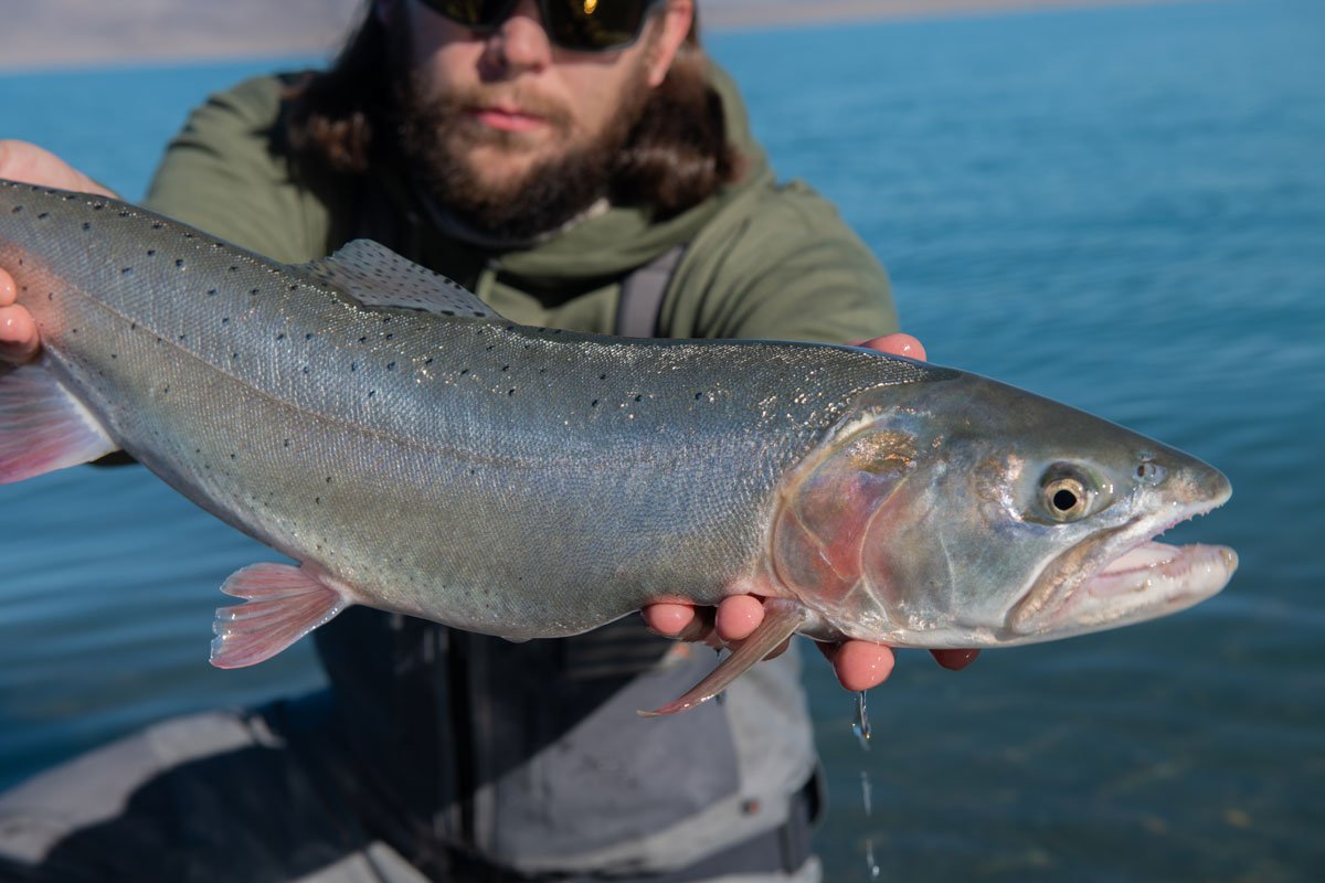 Part 2 – Pyramid's Lahontan Cutthroat Trout