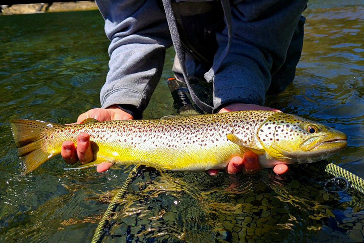 Truckee River and Pyramid Lake Fly Fishing Report April 15, 2022