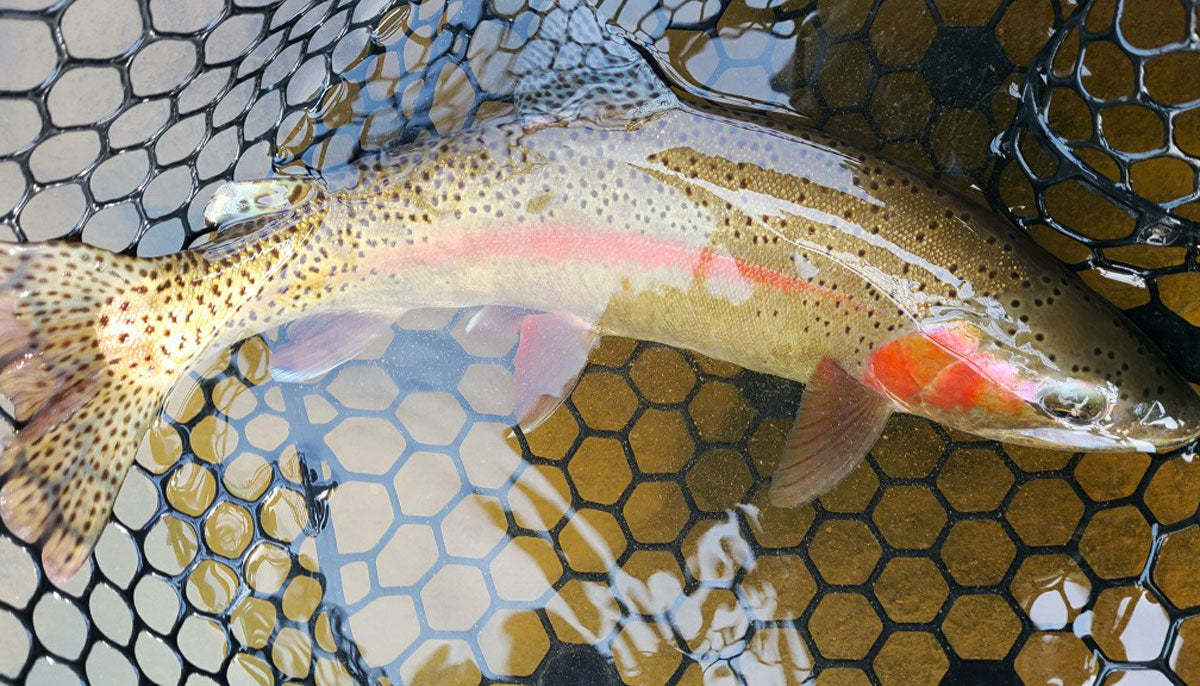 November 5, 2022 Fly Fishing Report for the Truckee River and Pyramid Lake