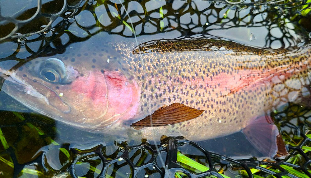 August 5, 2022 Fly Fishing Report for the Truckee River Region