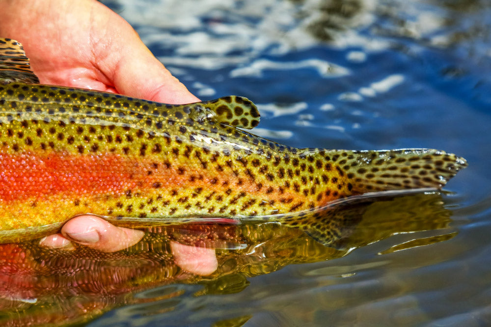 July 1, 2022 Fly Fishing Report for the Truckee River Region