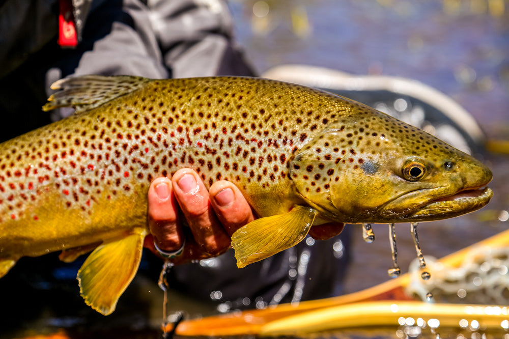 Truckee River and Pyramid Lake Fly Fishing Report for February 4, 2022