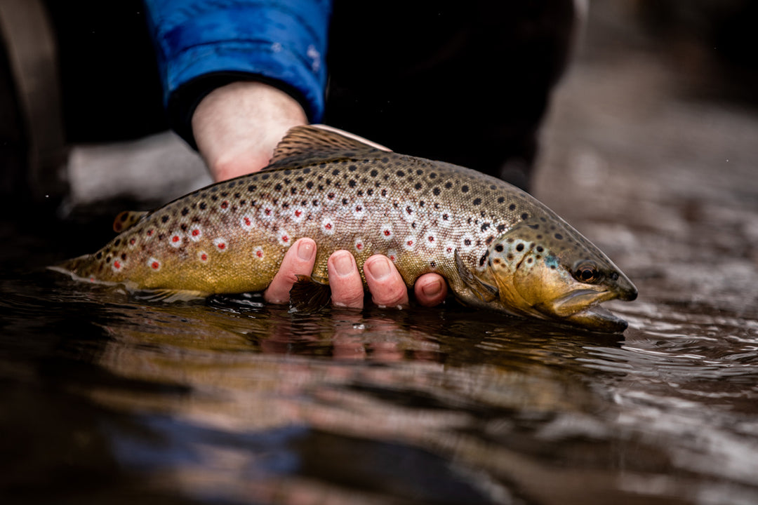 Truckee River and Pyramid Lake Fly Fishing Report March 11, 2022