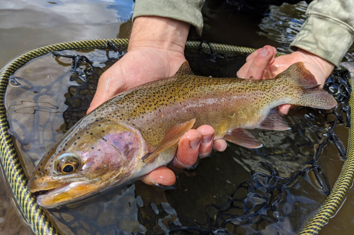 May 20, 2022 Fly Fishing Report for the Truckee River and Surrounding Waters