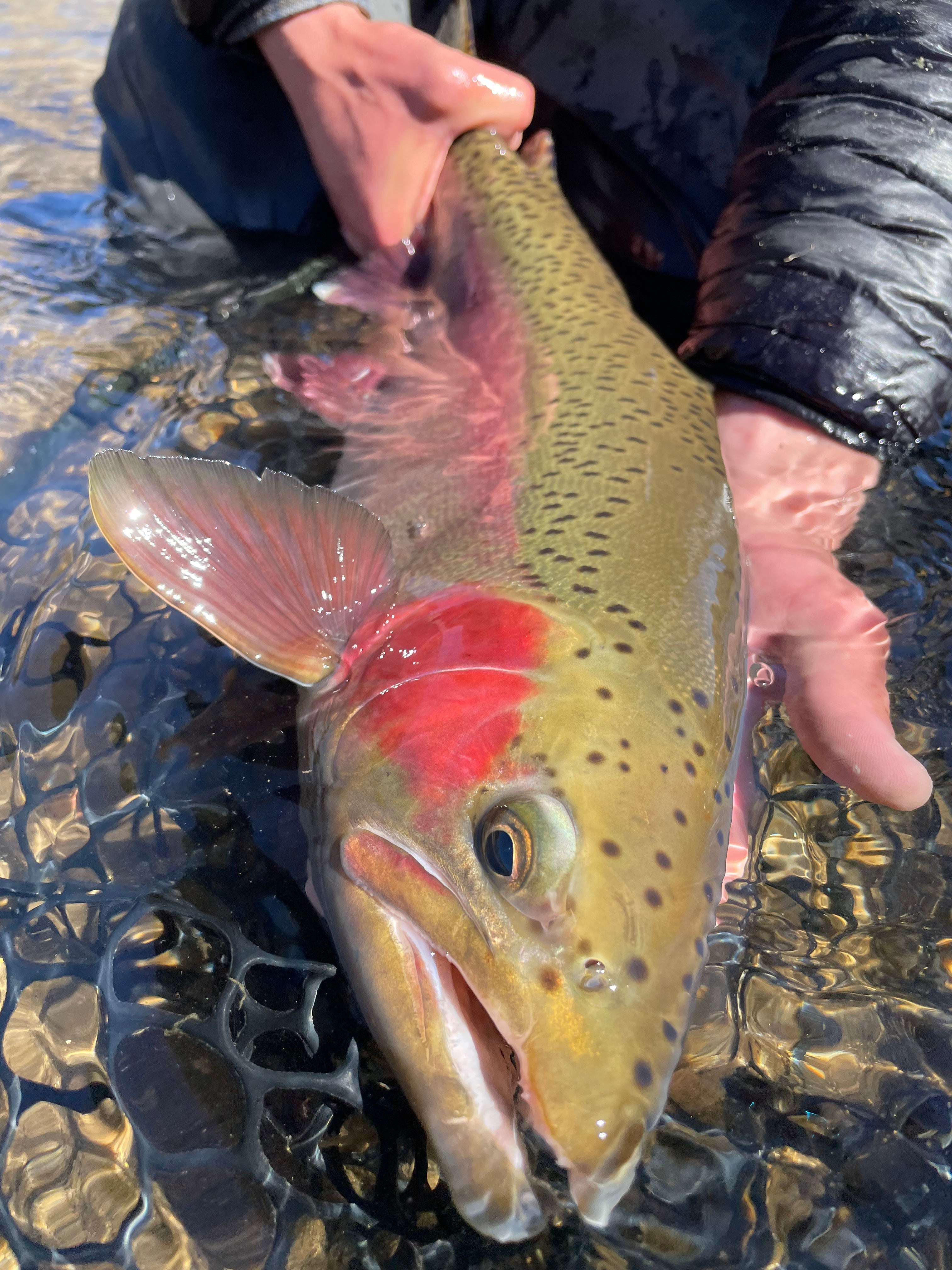 All Euro Nymphing Fly Patterns