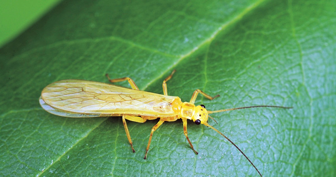 All Yellow Sally Stonefly Patterns