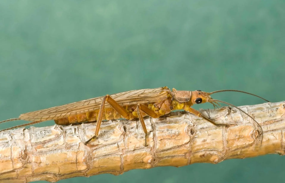 All Golden Stonefly Patterns