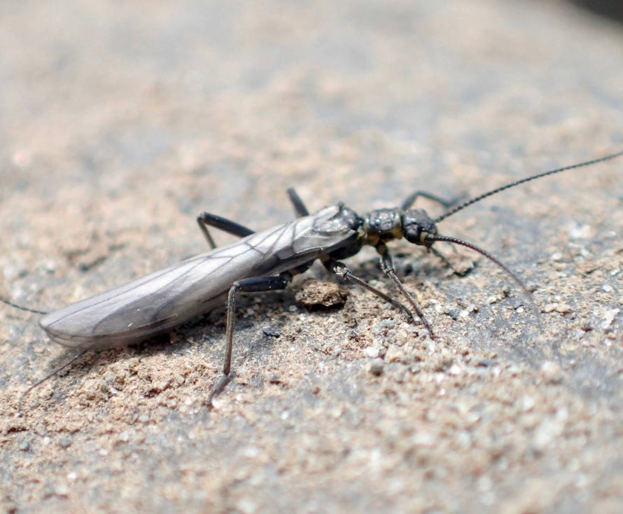 All Winter Stoneflies