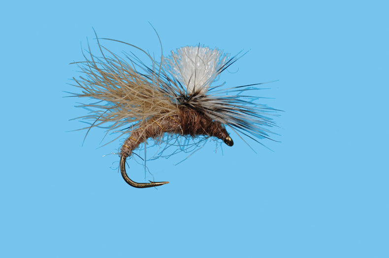 Snow Shoe Caddis